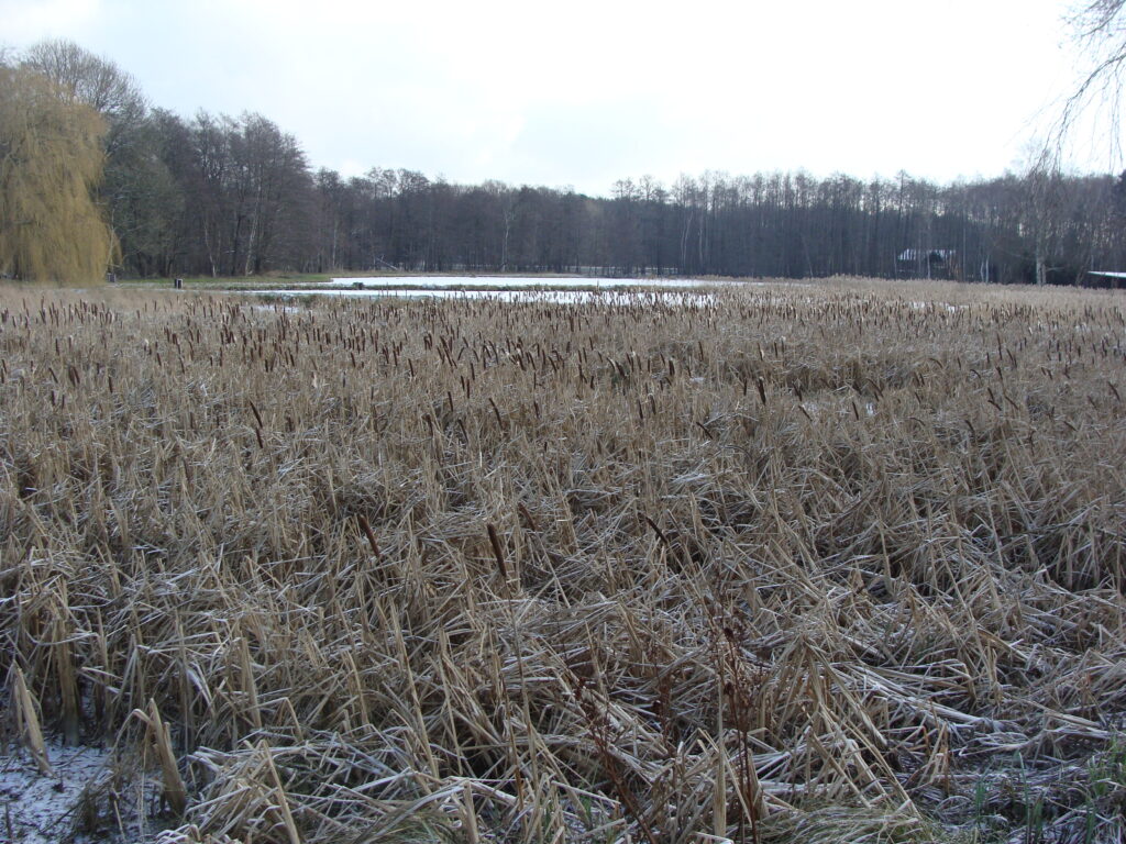Die Blenhorster Teiche im Winter Foto: L. Gerner