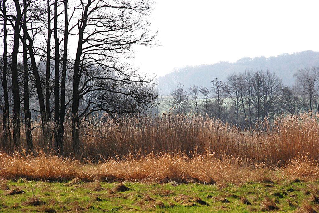 DSC_0062 (2)