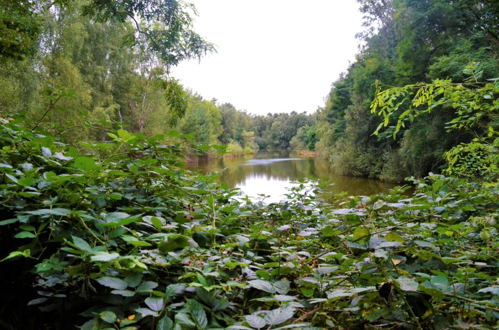 Binsen und Rohrkolben in Laichgewässern von Amphibien Foto: alle K.-F. Weber