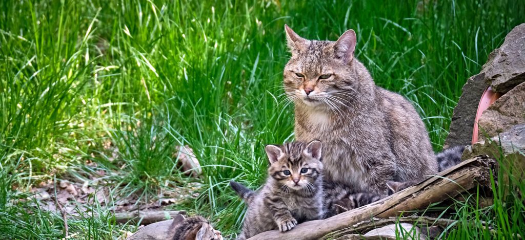 Wildkatze mit Nachwuchs, Quelle: AdobeStock_520330382