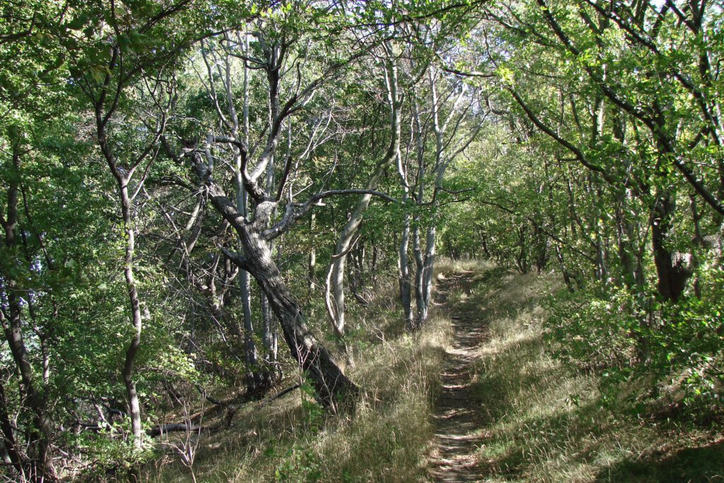Wunderschöne Wanderwege durch den Butterberg; Foto: Schadach (BUND)