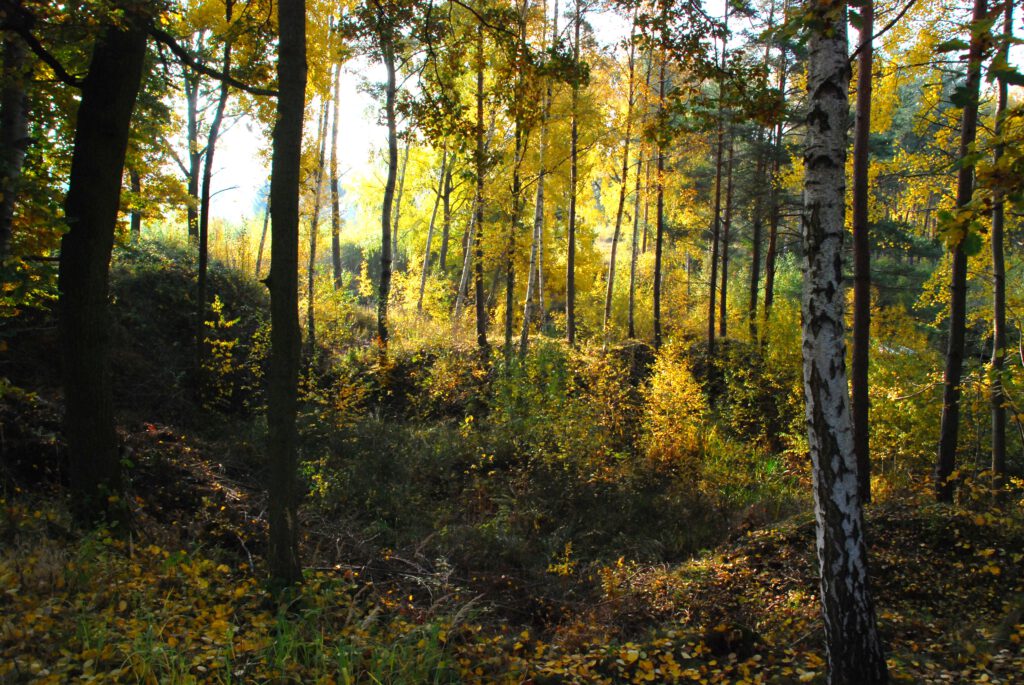 Blattfärbung im Herbst Foto: K.-F. Weber